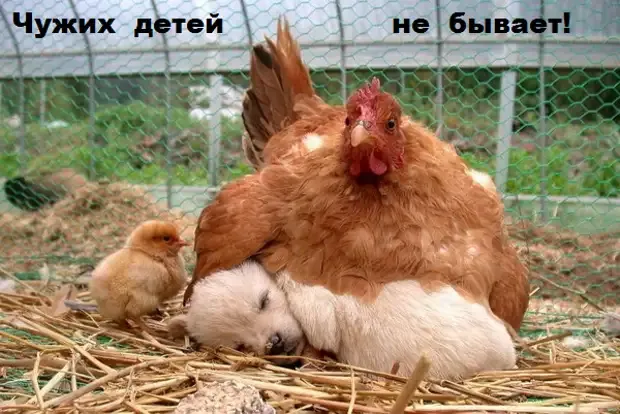 Чужих детей ни для кого не бывает, даже для птиц! #1