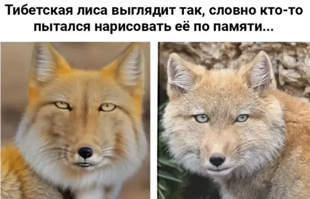 Тибетская лисица #1