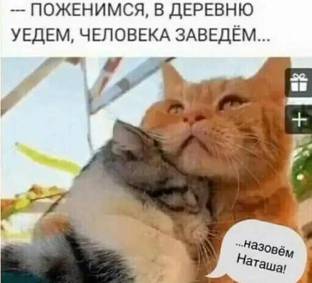 Мечты кошачьей семьи.  #2