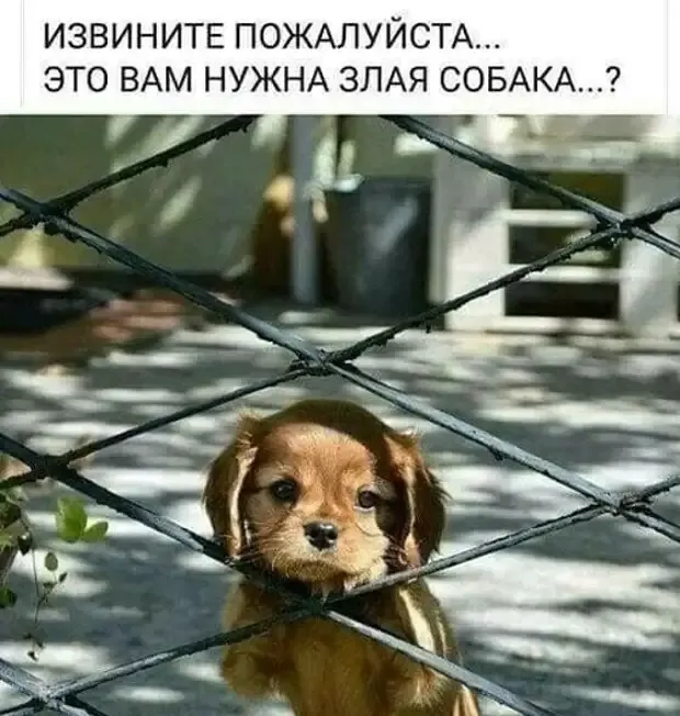 Застенчивый щенок в поисках хозяев. #2