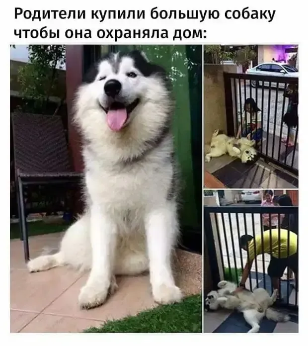 Хотели охранника, а получился ласковый и нежный зверь! #1