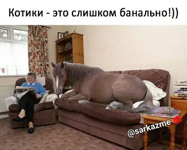 Кто-то котиков, кто-то экзотику, а мы лошадей! #1