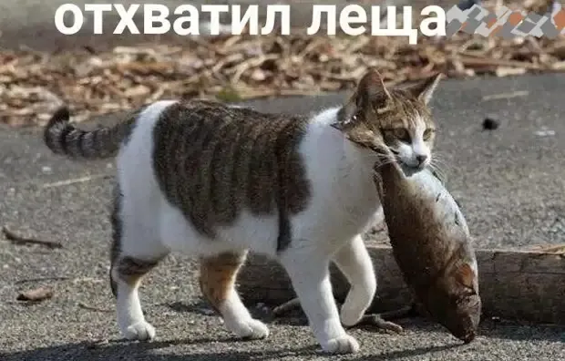 Котячьи заповеди #1