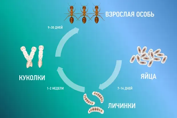 Сколько лет живут муравьи #3