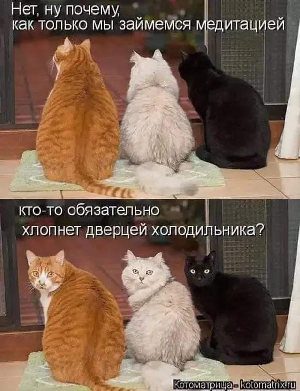 Хлопанье дверцей холодильника  для кота важней чем всякие там медитации #1