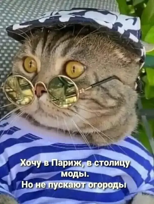 Кот Матроскин в преддверии дачного сезона! #1