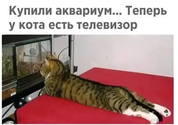 Аквариум для котика как телевизор с мультиками для ребенка #1