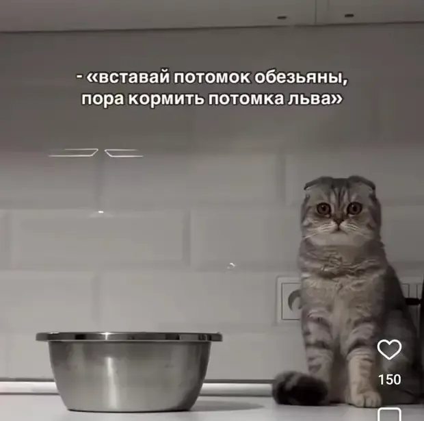                             Потомок льва потомку обезьяны. Утренняя побудка. #1