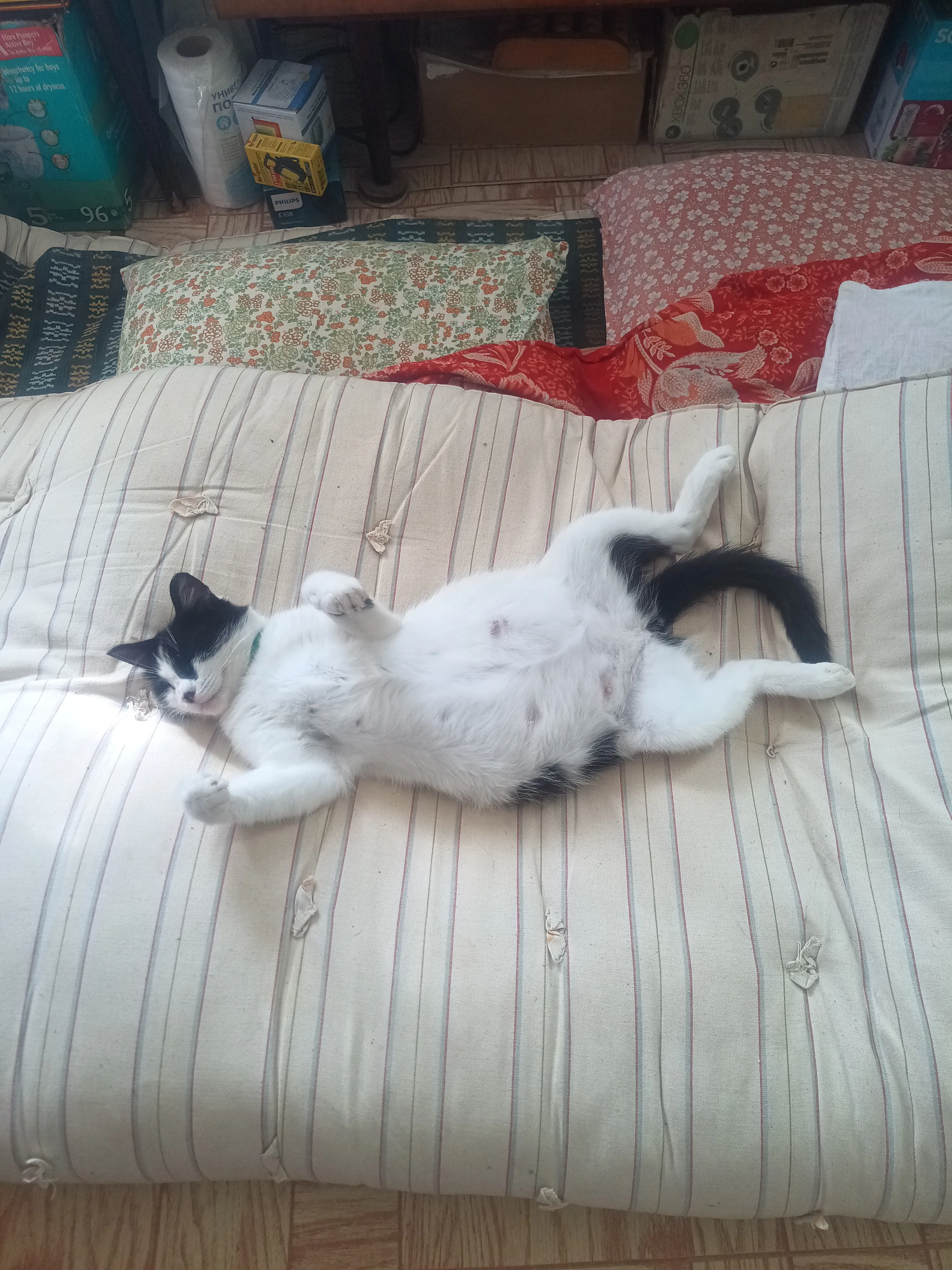 Спящие коты #1