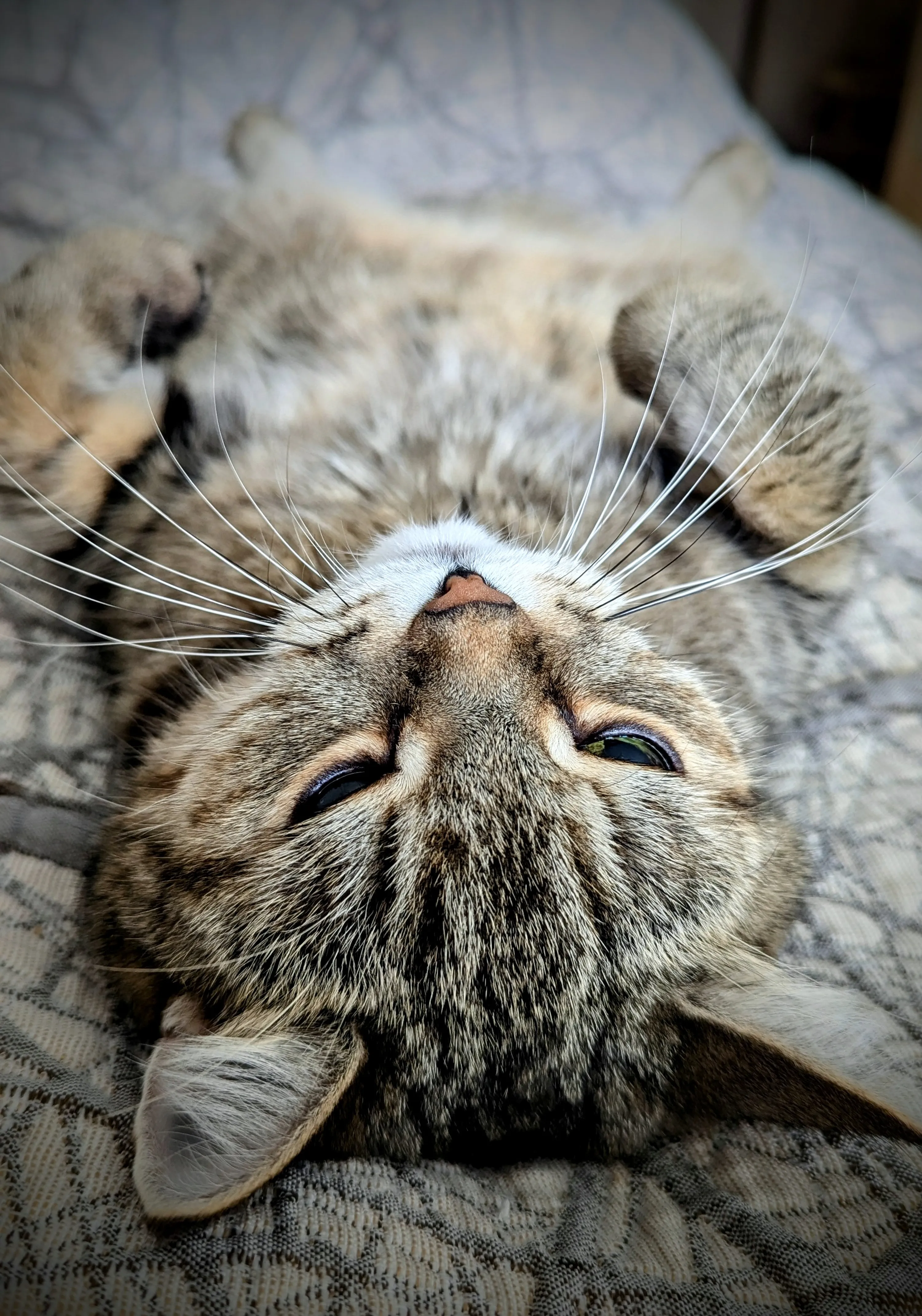 Котик вам в ленту;)