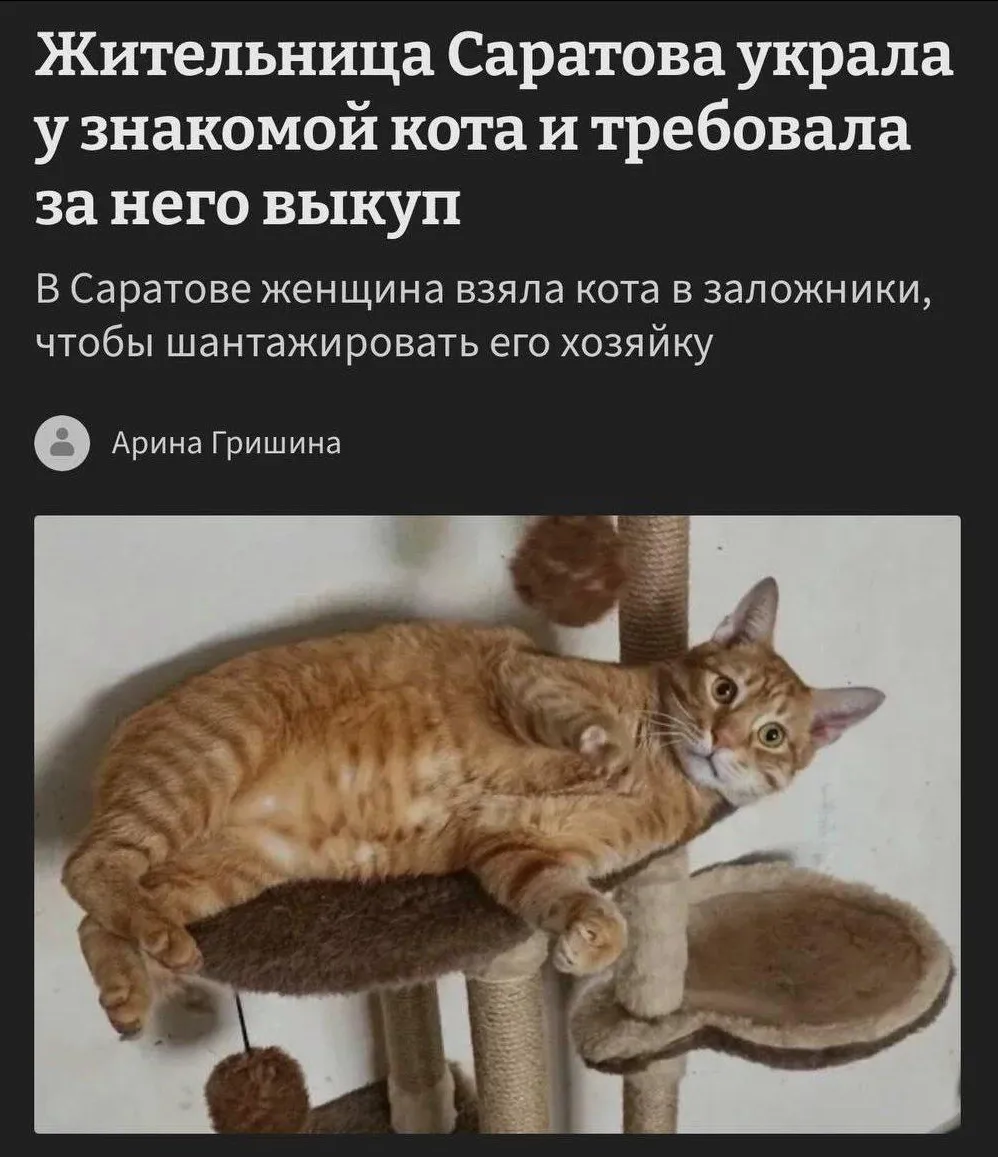 Жительница Саратова украла у подруги кота и требовала за него выкуп! #1