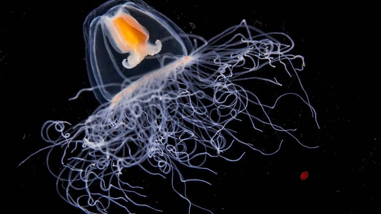  Turritopsis dohrnii - единственное существо на Земле, способное жить вечно  #1