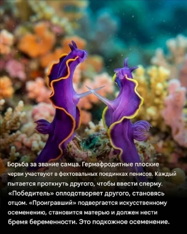 Плоские черви  #1