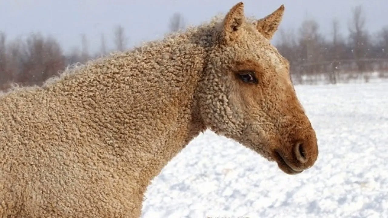 Забайкальская кучерявая лошадь