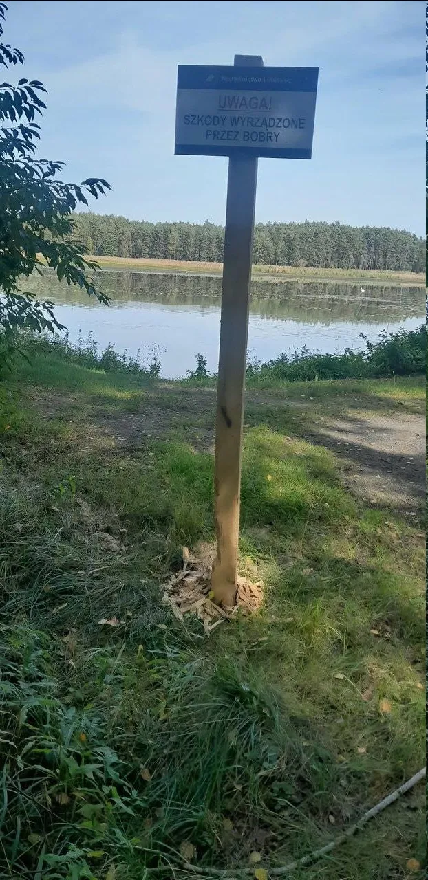 Польские бобры окончательно распоясались!  #2