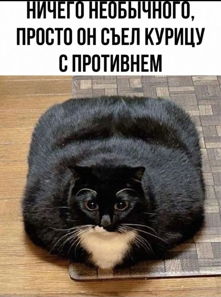 Без кота и жизнь не та #4