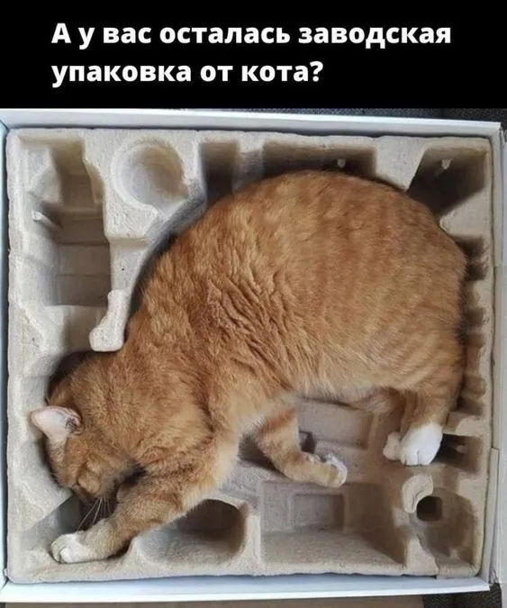 Без кота и жизнь не та #6