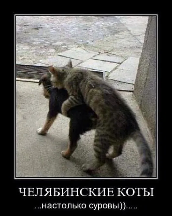 Без кота и жизнь не та #8