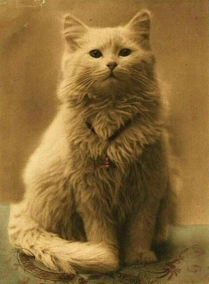 Котофото 1872 года
