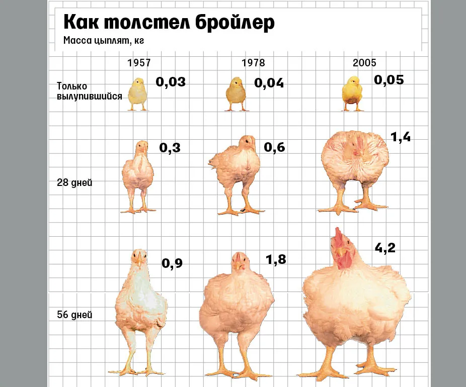Что появится на свет из яйца бройлера, если ему позволить, и почему лучше этого не делать? #3
