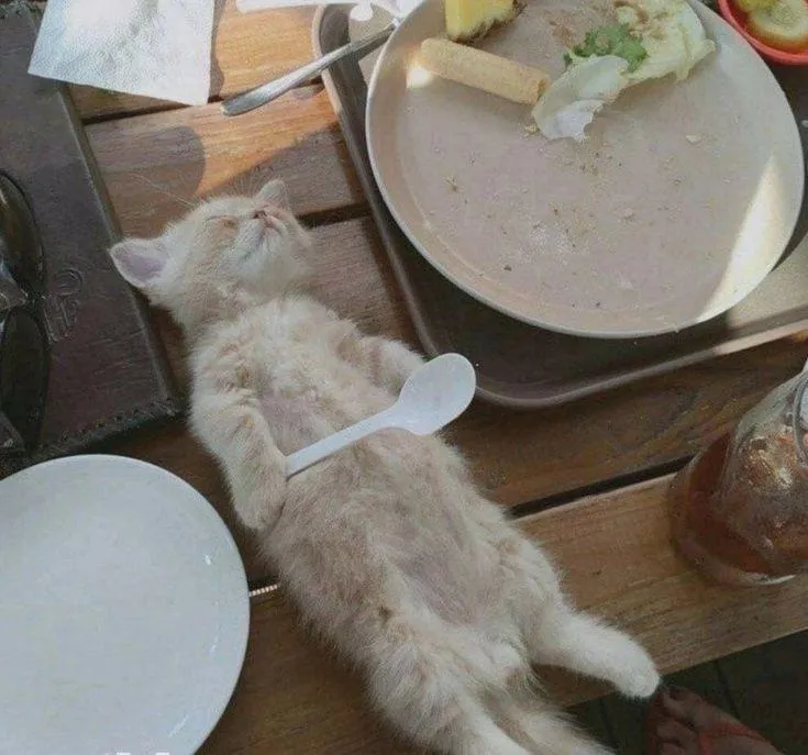 5 смешных котов, которые где упали, там и уснули #3