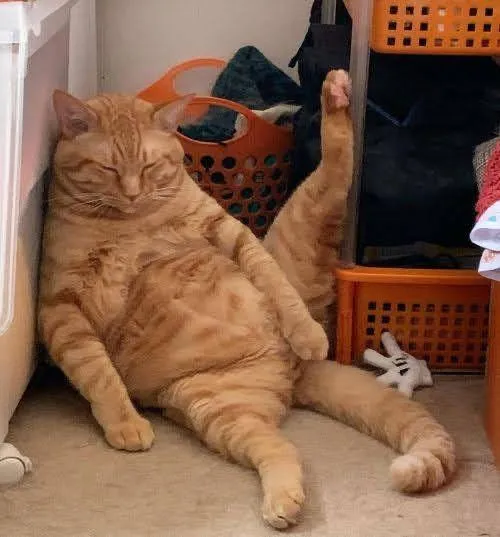 5 смешных котов, которые где упали, там и уснули #4