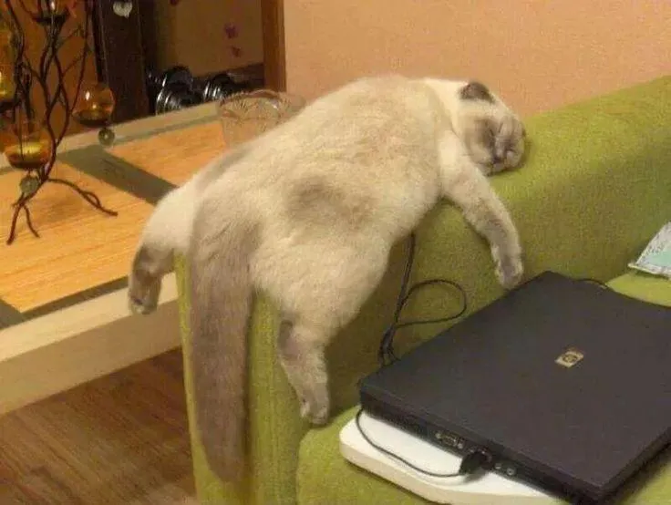 5 смешных котов, которые где упали, там и уснули #5