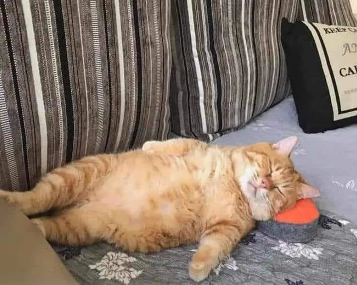 5 смешных котов, которые где упали, там и уснули #6