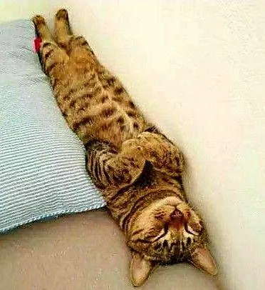 5 смешных котов, которые где упали, там и уснули #7