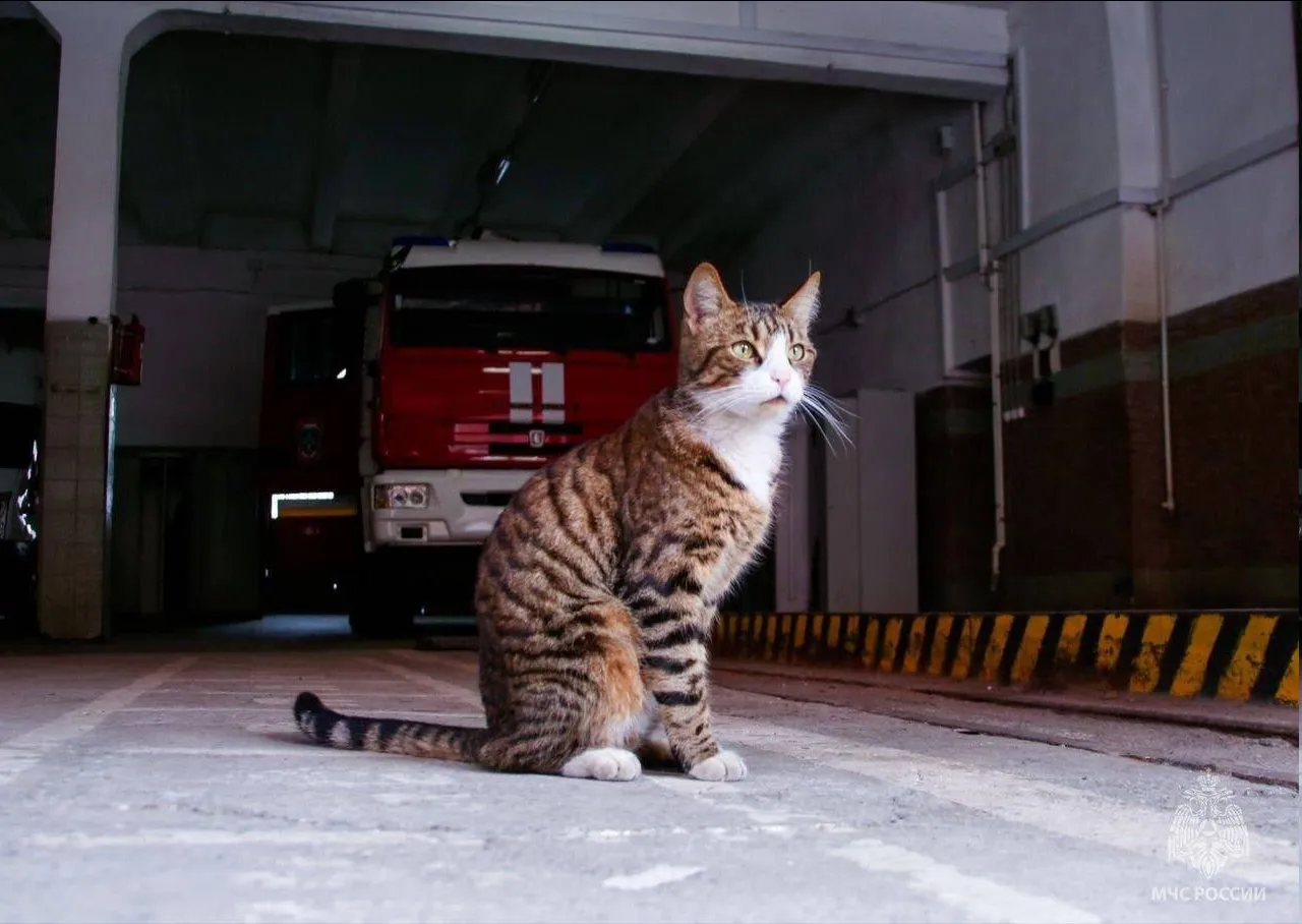 С праздником, товарищи! 🐾 #2