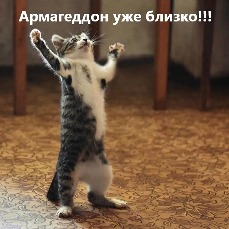 Коты внезапно синхронизировались. К чему бы это?  #1