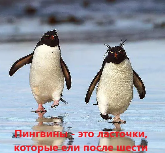 Пингвины и ласточки #1