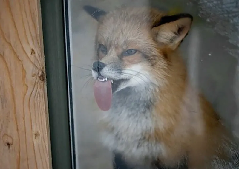В Firefox возникла проблема с Windows #1