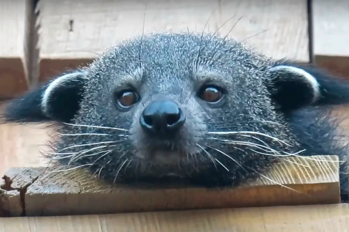 Не мышонок, не лягушка, а неведома зверушка 🐾 #4