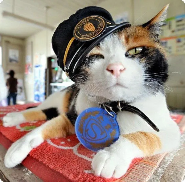 Кошка Тама