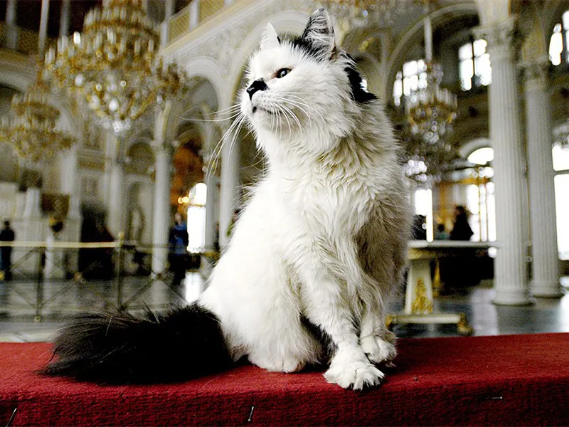 Эрмитажный кот