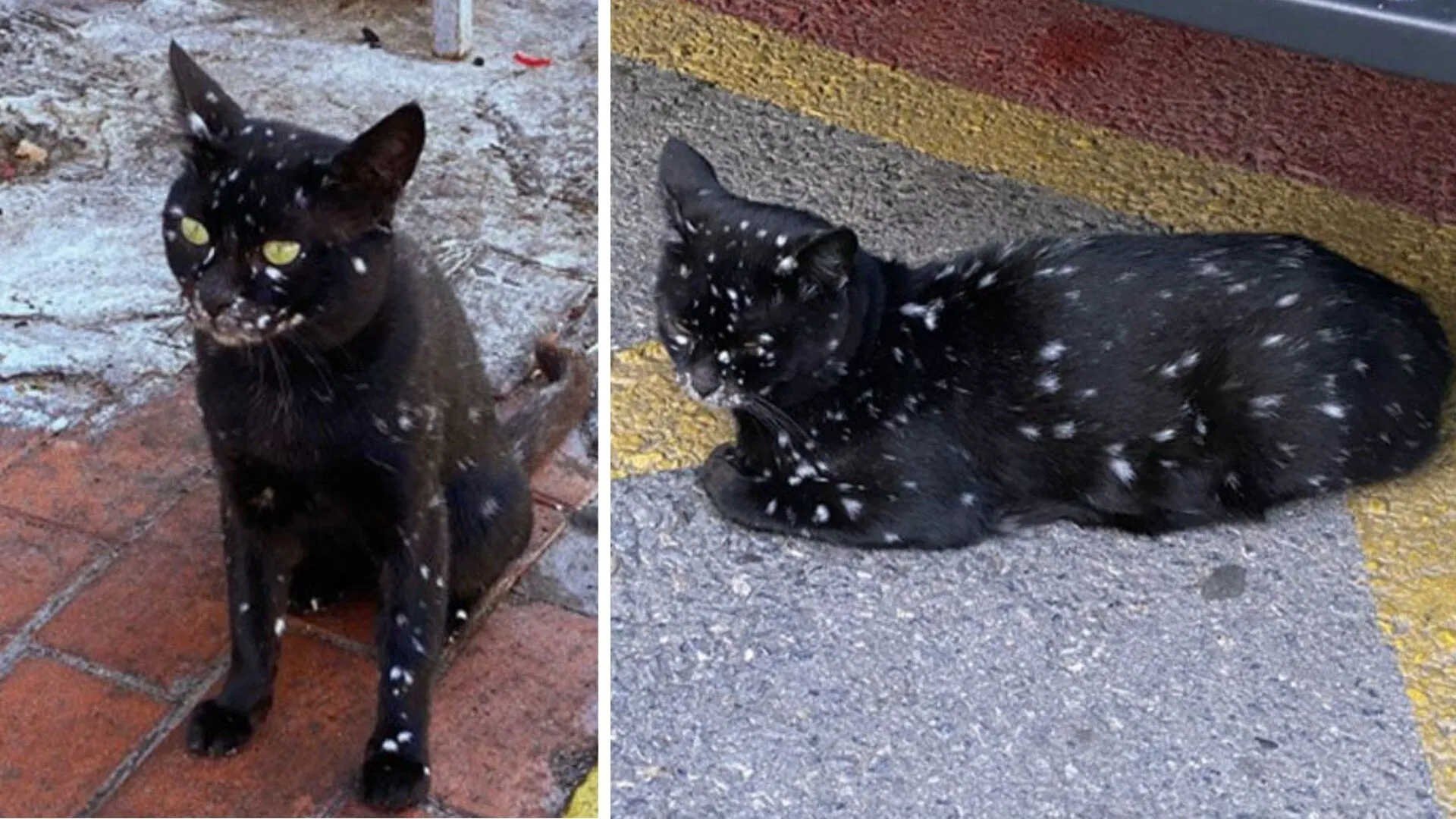 Кот, который выглядит, как снегопад на фоне ночного неба