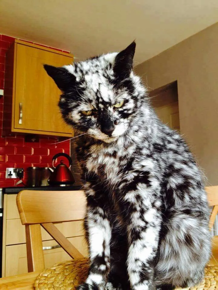 Пёстрый кот