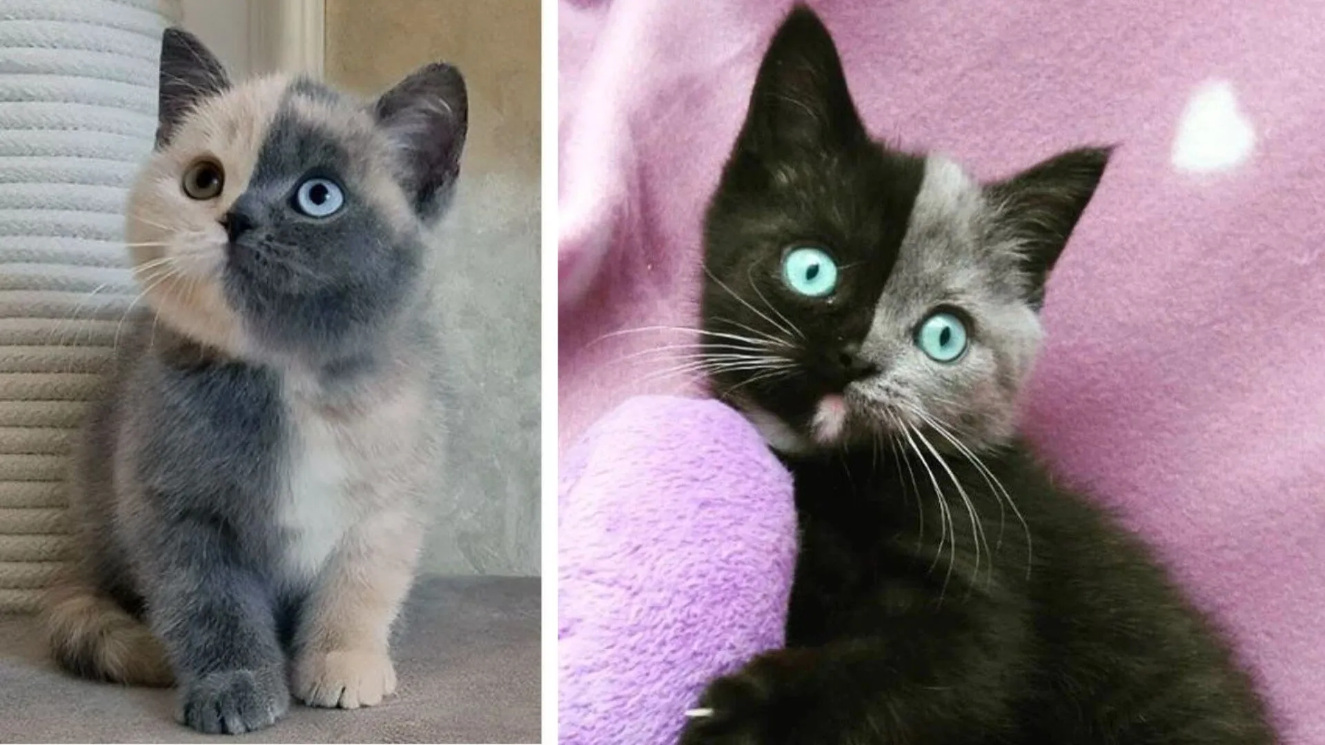 Котята-химеры