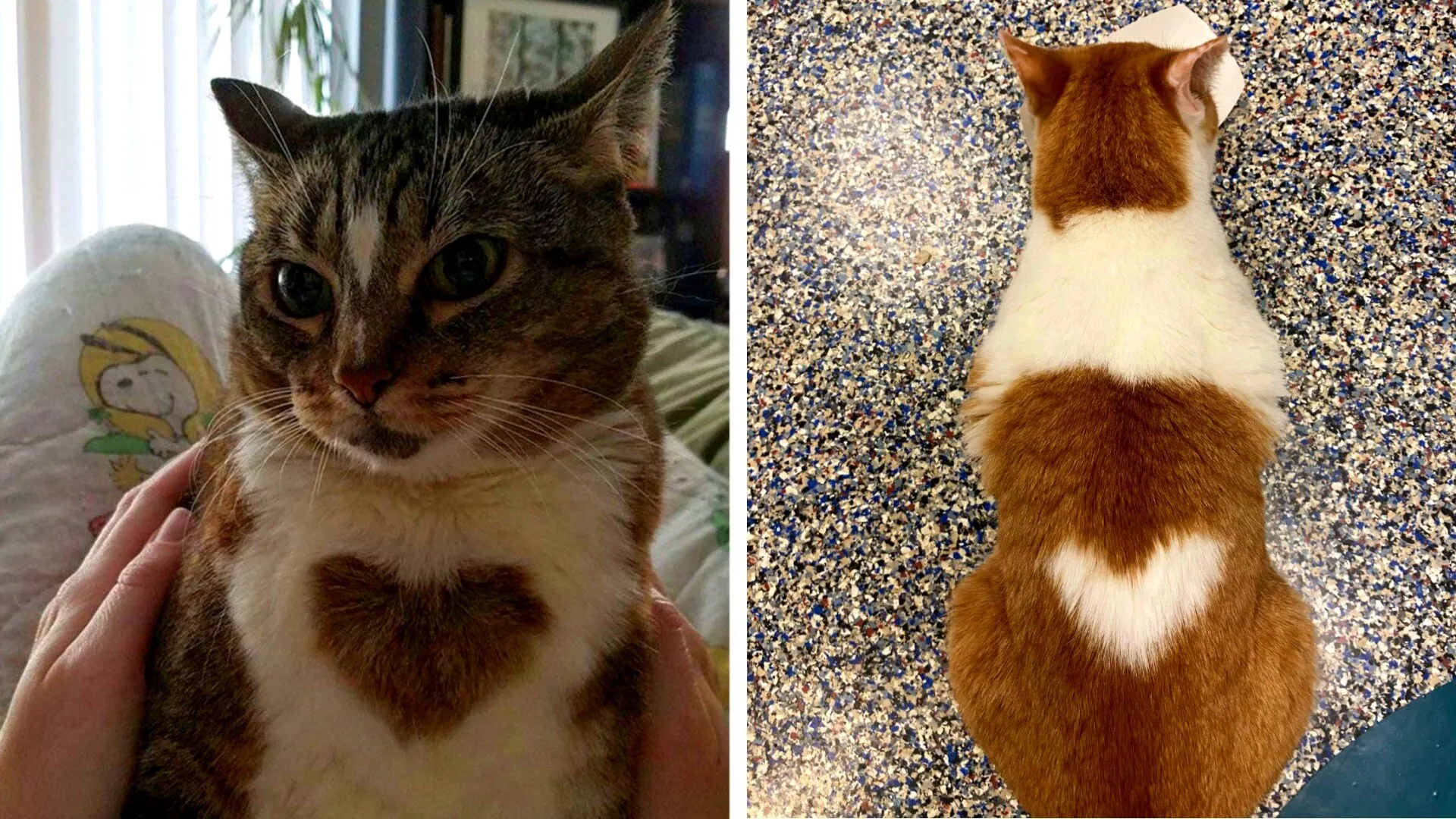 Кошки с сердечками на шубке