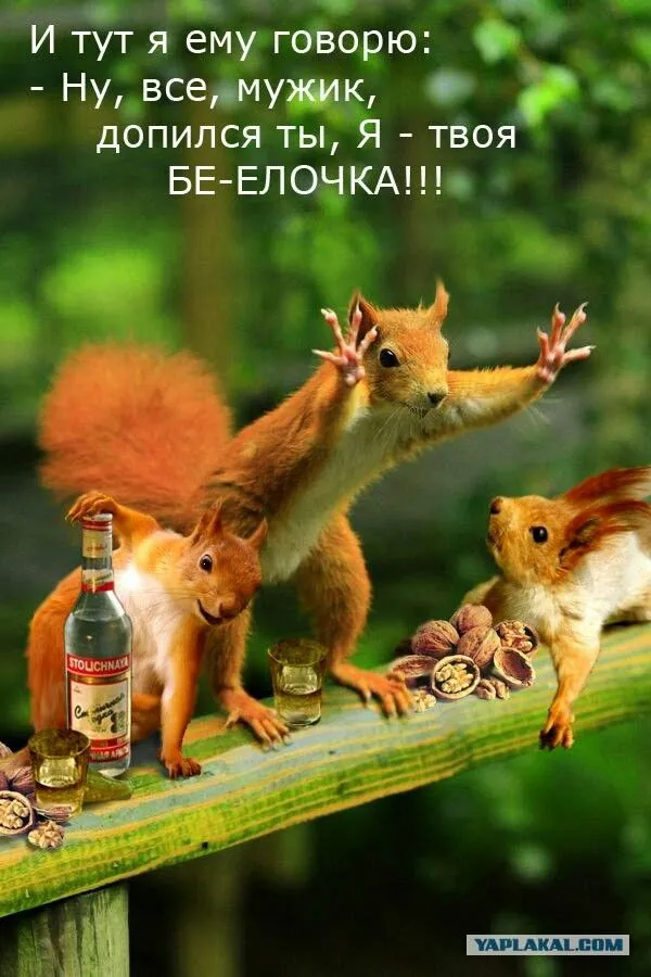 Байки от белочки #1