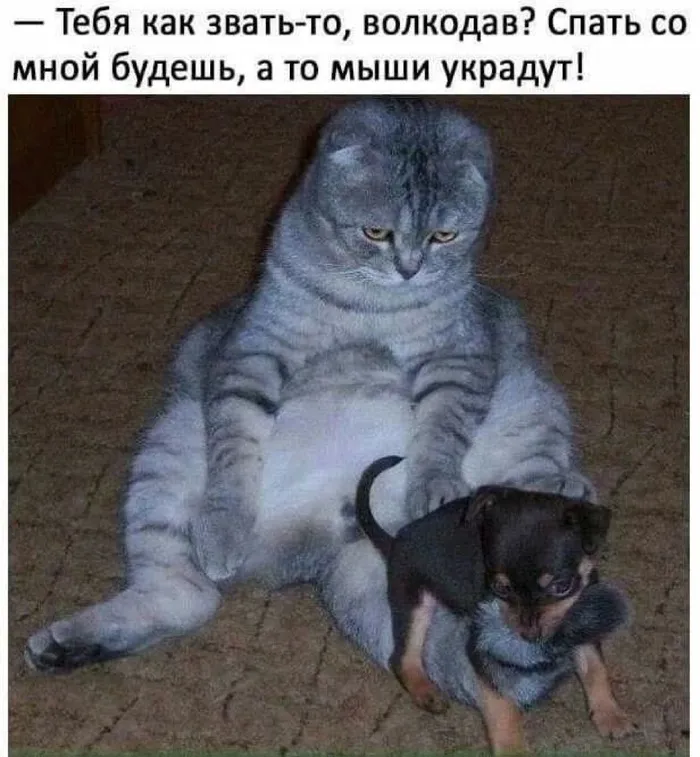 Волкодав 😁 #1