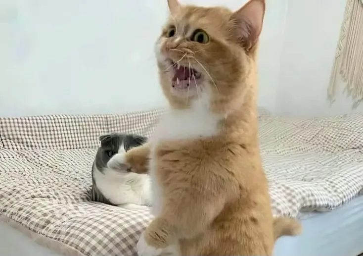 Кто сожрал все котлеты? Хозяин, это не я, это всё он!!! #1