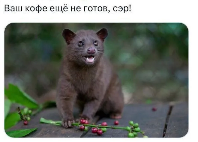 Элитный кофе #1