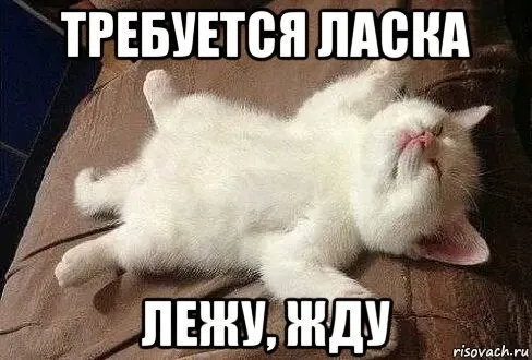 Ну что, повеселились, пушистые предатели?! #2