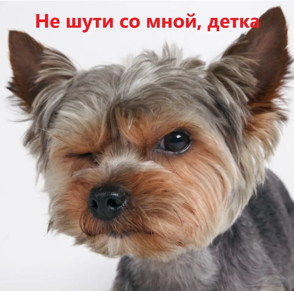 Лютая Моня #1