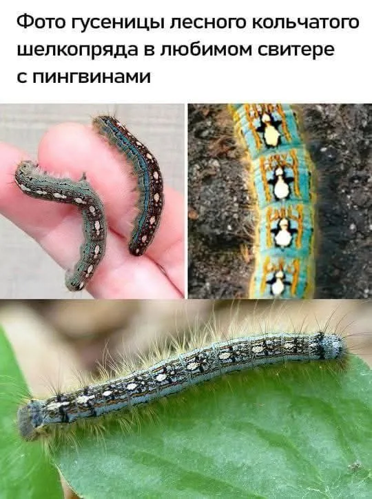 Свитер с пингвинами  #1