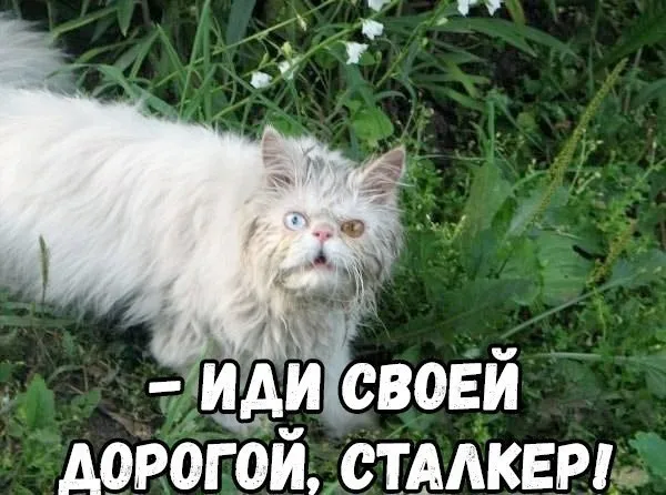 Слышь, чего уставился?! Иди мимо! #1
