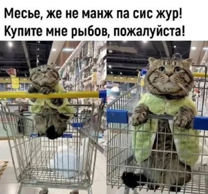 Купите мне рыбов...🙏 #1