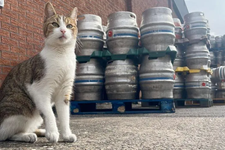 Кот-пивозавр 🍺 #2